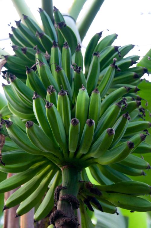 bananas-growing-in-the-tropical-biome,-Eden-Project,-Cornwall