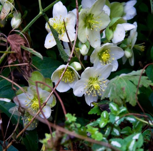 White Hellebore in Flower 2nd January