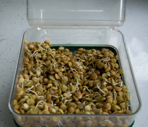 sprouted seeds0001_2